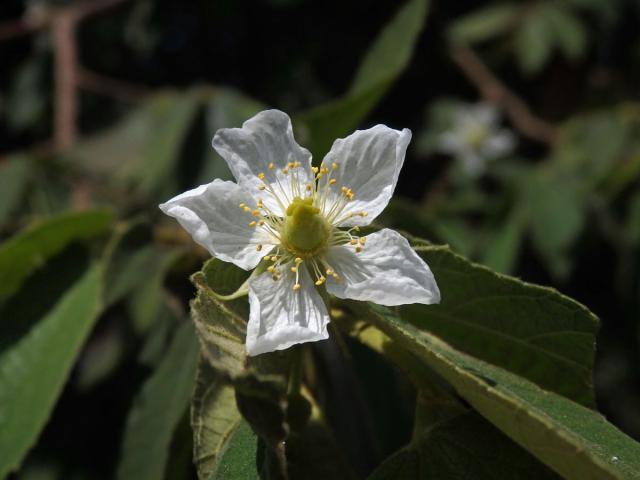 Muntingia calabura L.