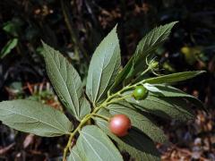 Muntingia calabura L.