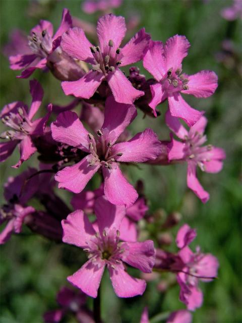 Smolnička obecná (Lychnis viscaria L.)