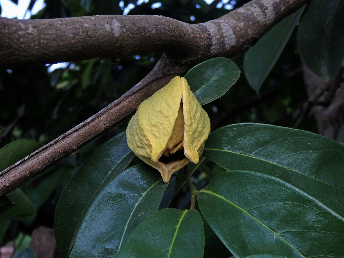 Láhevník ostnitý (Annona muricata L.)