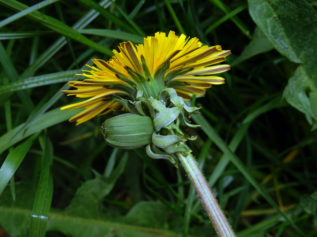 Smetánka lékařská (Teraxacum officinale L.) - fasciace stonku (32b)