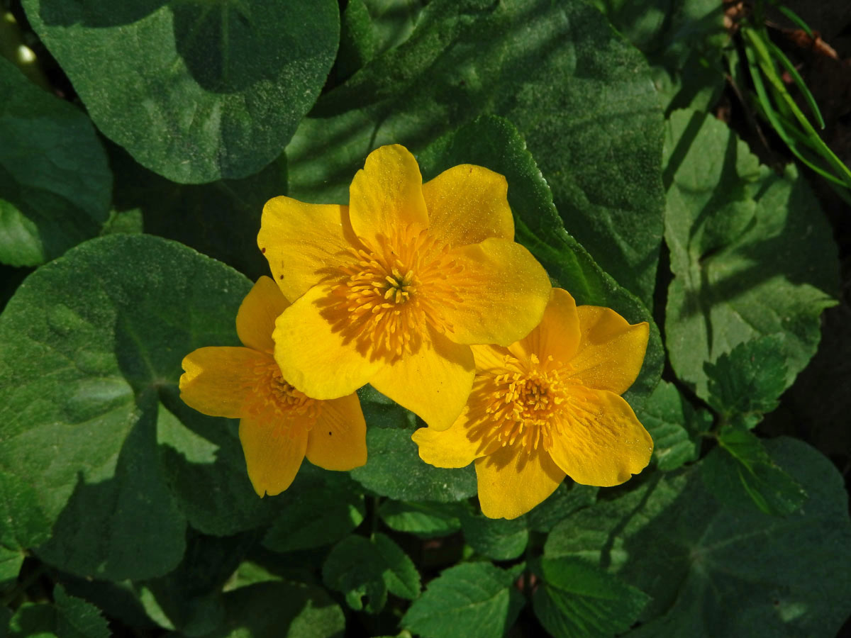 Blatouch bahenní (Caltha palustris L.), šestičetný květ (14)