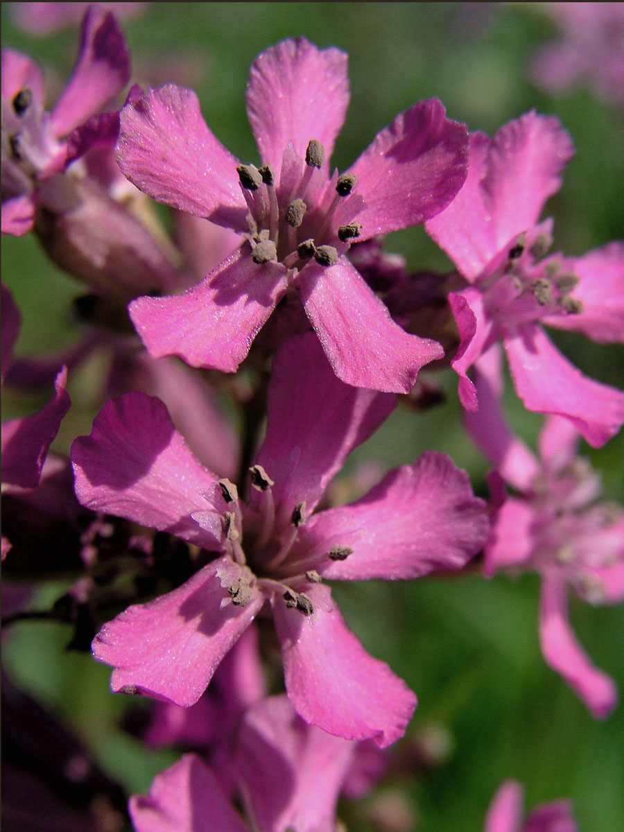 Smolnička obecná (Lychnis viscaria L.)