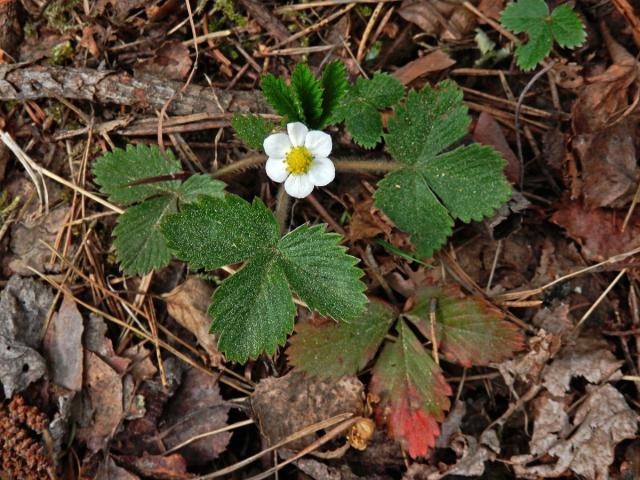 Jahodník obecný (Fragaria vesca L.), šestičetný květ (4a)