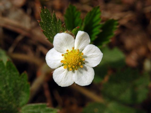 Jahodník obecný (Fragaria vesca L.), šestičetný květ (4b)