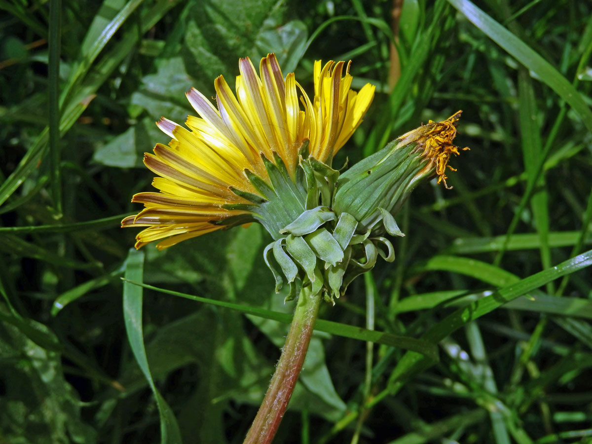 Smetánka lékařská (Teraxacum officinale L.) - fasciace stonku (32c)