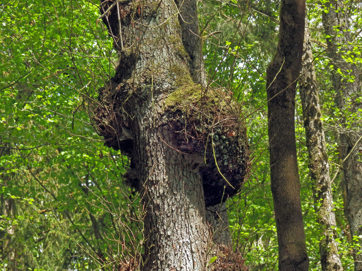 Tumor na olši lepkavé (Alnus glutinosa (L.) Gaertn.) (37b)