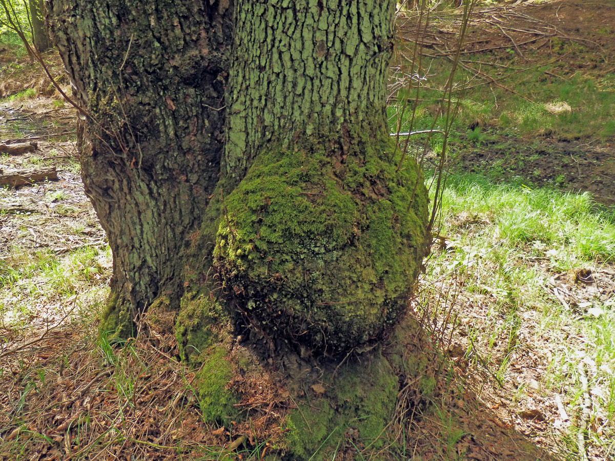 Tumor na olši lepkavé (Alnus glutinosa (L.) Gaertn.) (37c)