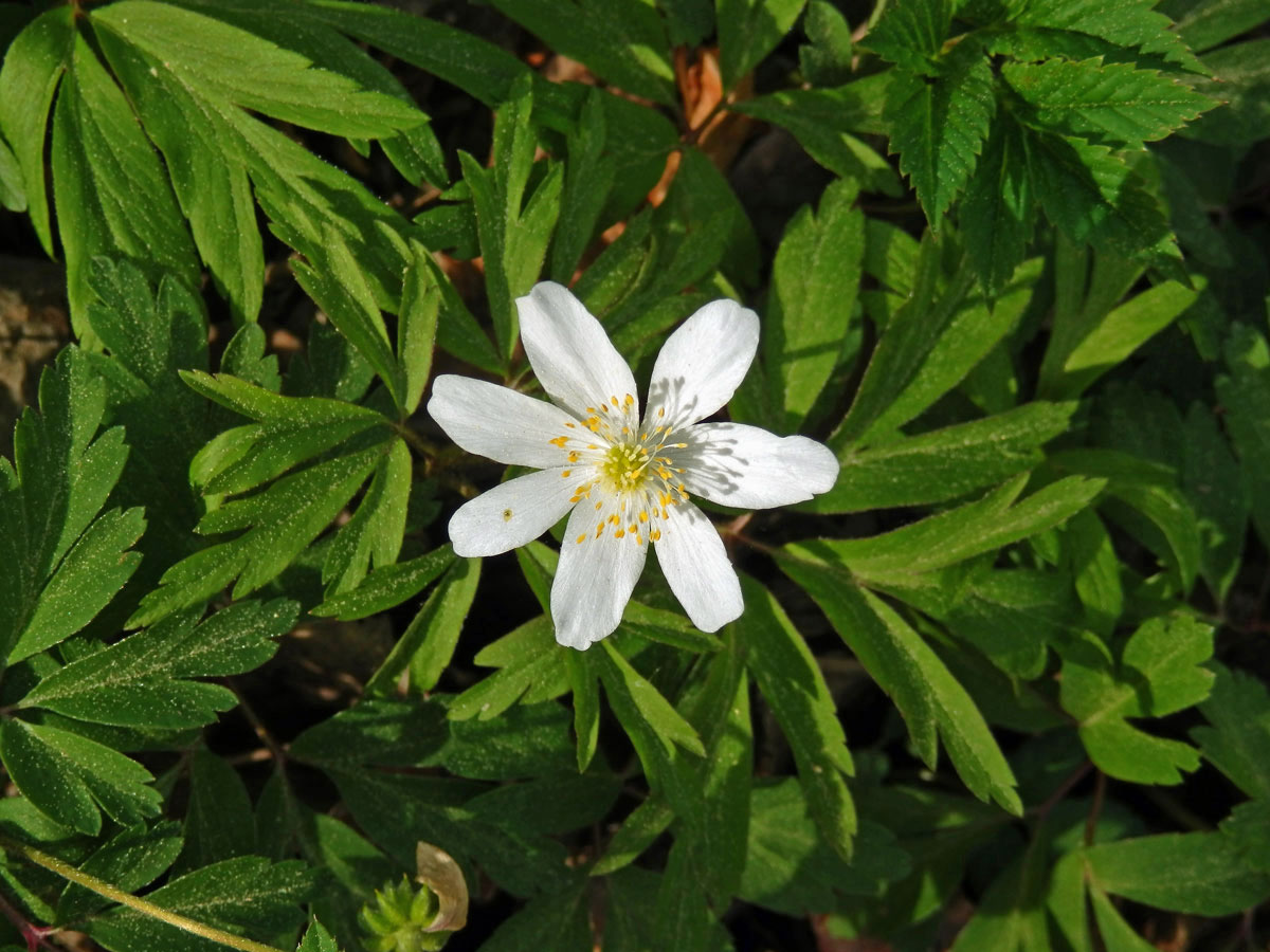 Sasanka hajní (Anemone nemorosa L.) - sedmičetný květ (9)