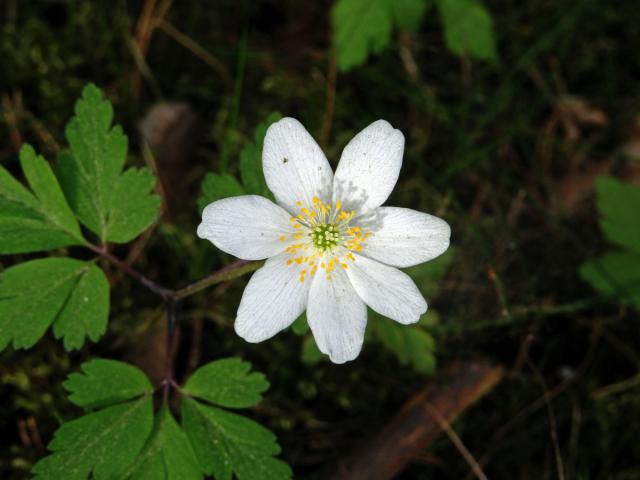 Sasanka hajní (Anemone nemorosa L.) - sedmičetný květ (10)