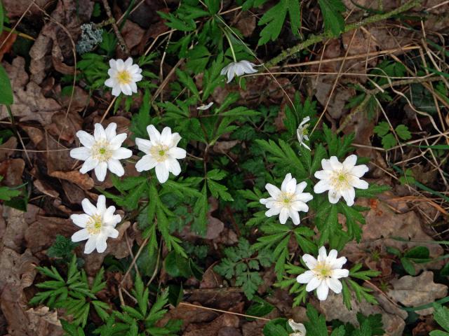 Sasanka hajní (Anemone nemorosa L.) - vícečetné květy (13a)