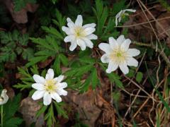 Sasanka hajní (Anemone nemorosa L.) - vícečetné květy (13b)