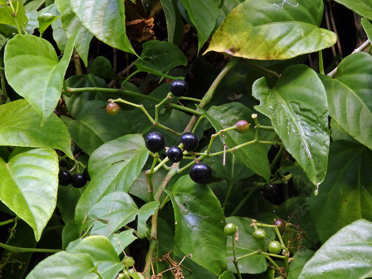 Cissus verticillata (L.) Nicolson & C. E. Jarvis