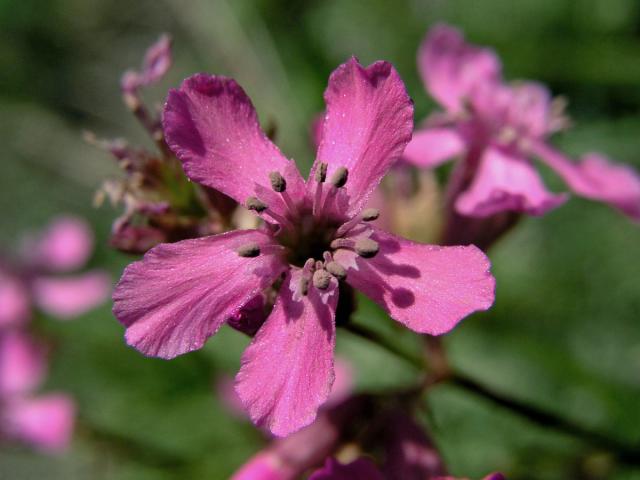 Smolnička obecná (Lychnis viscaria L.)