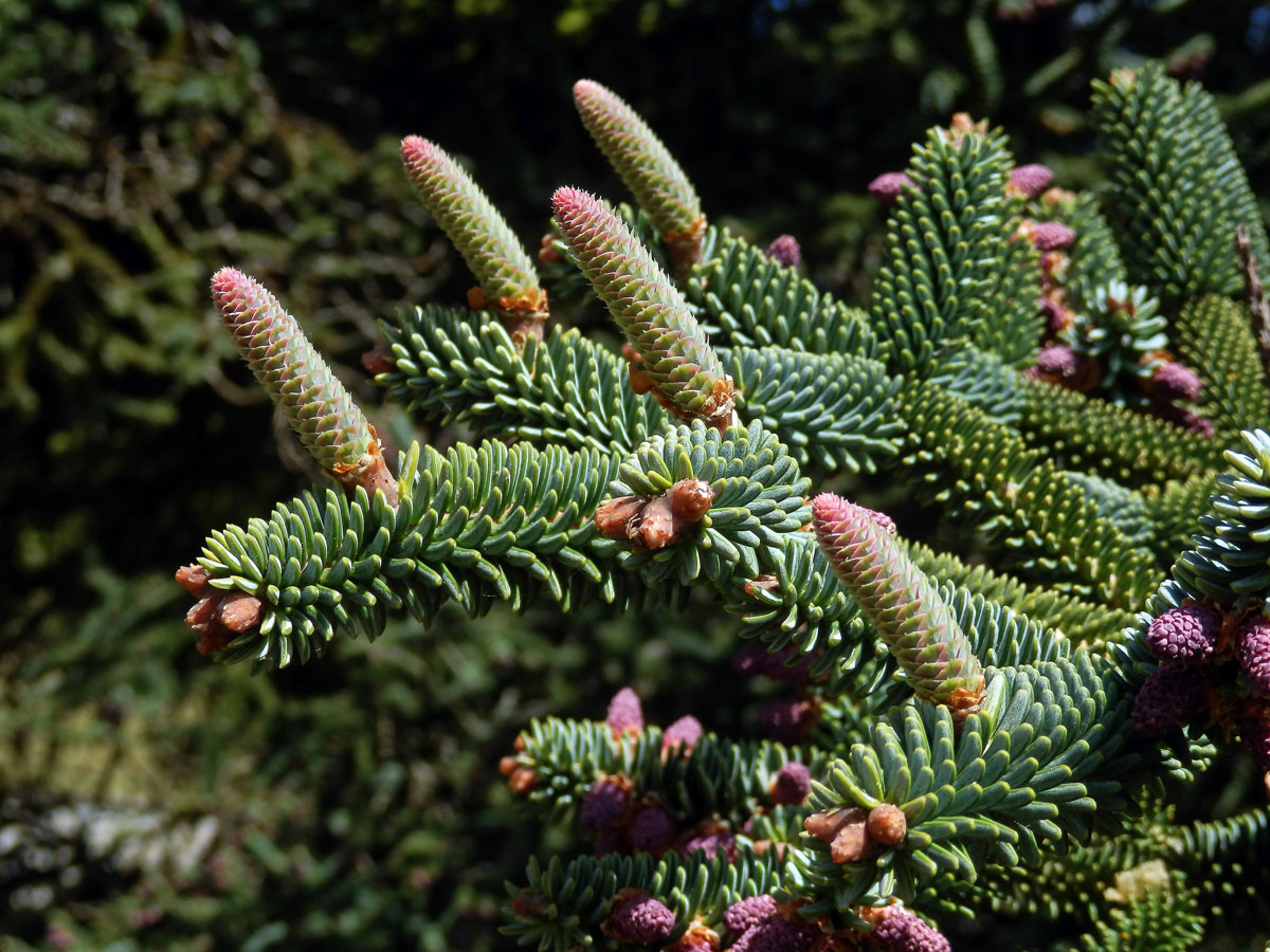 Jedle španělská (Abies pinsapo Boiss.)