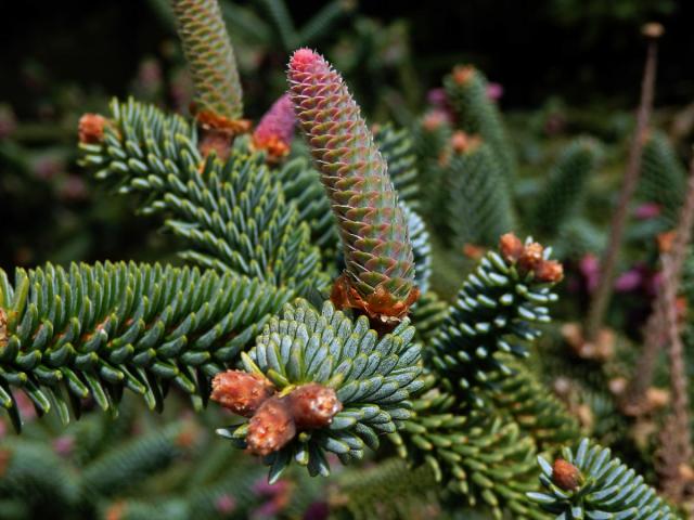 Jedle španělská (Abies pinsapo Boiss.)