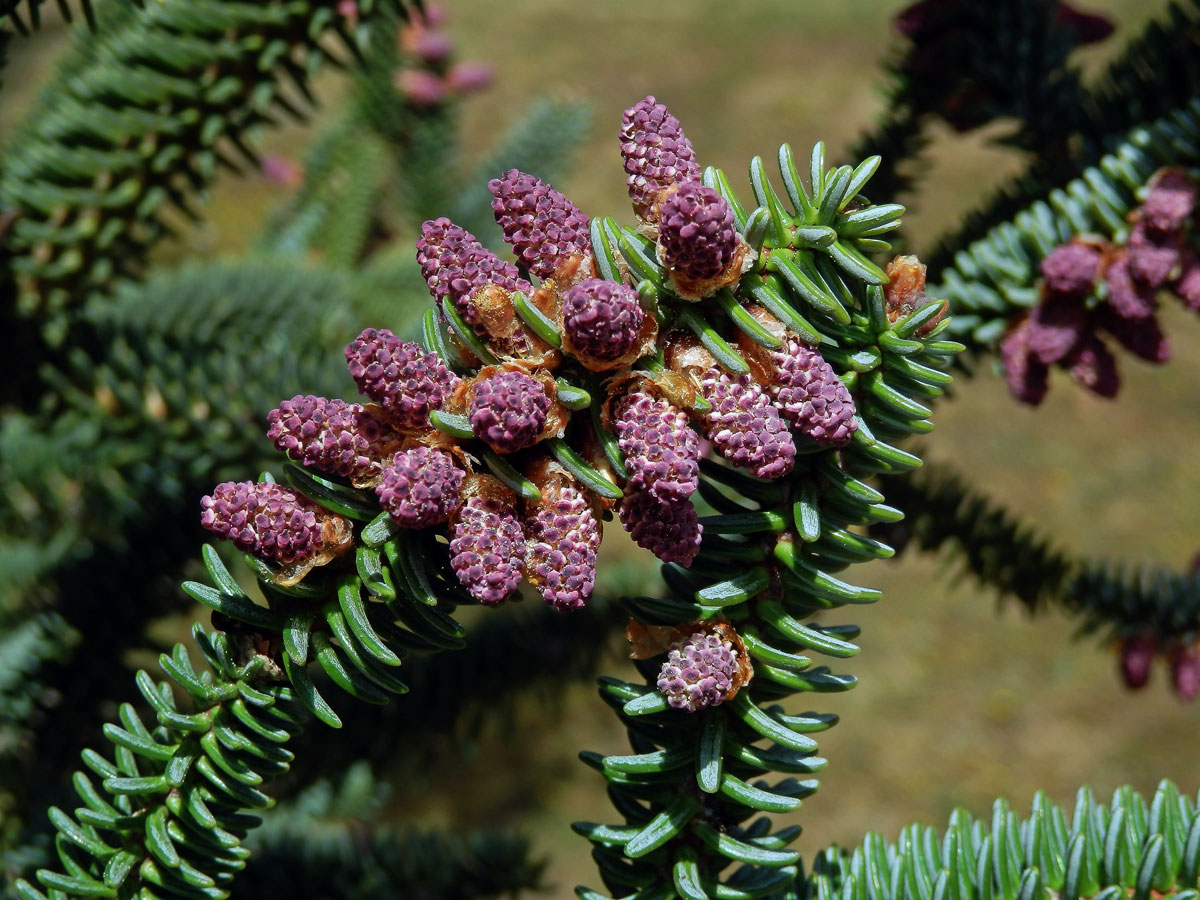 Jedle španělská (Abies pinsapo Boiss.)