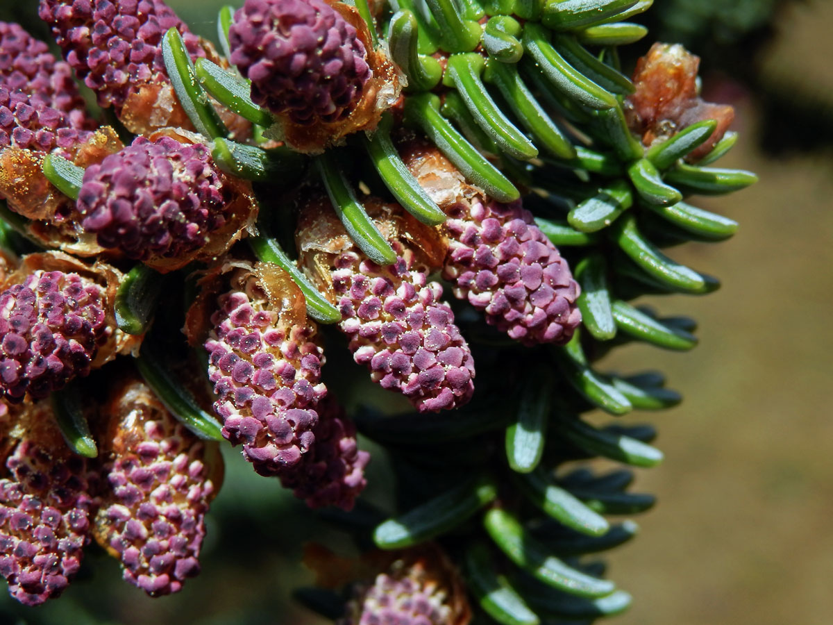 Jedle španělská (Abies pinsapo Boiss.)