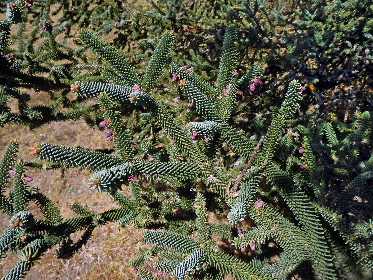 Jedle španělská (Abies pinsapo Boiss.)