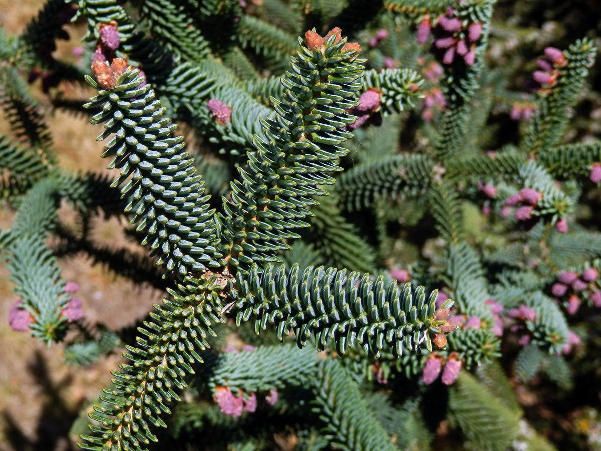 Jedle španělská (Abies pinsapo Boiss.)