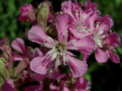 Smolnička obecná (Lychnis viscaria L.)