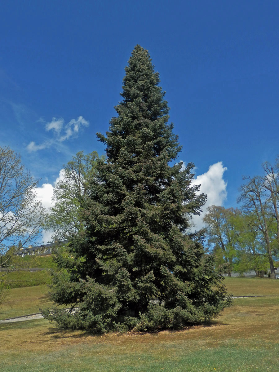 Jedle španělská (Abies pinsapo Boiss.)