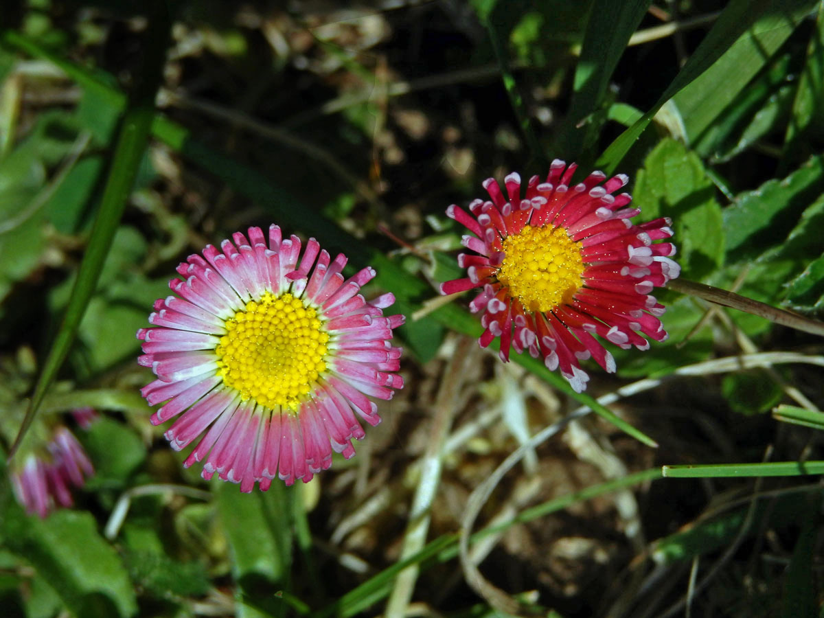 Sedmikráska obecná - chudobka (Bellis perennis L.) s trubkovitými květy