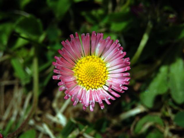 Sedmikráska obecná - chudobka (Bellis perennis L.) s trubkovitými květy