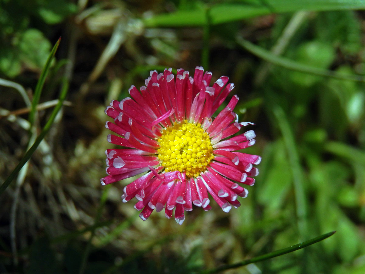 Sedmikráska obecná - chudobka (Bellis perennis L.) s trubkovitými květy