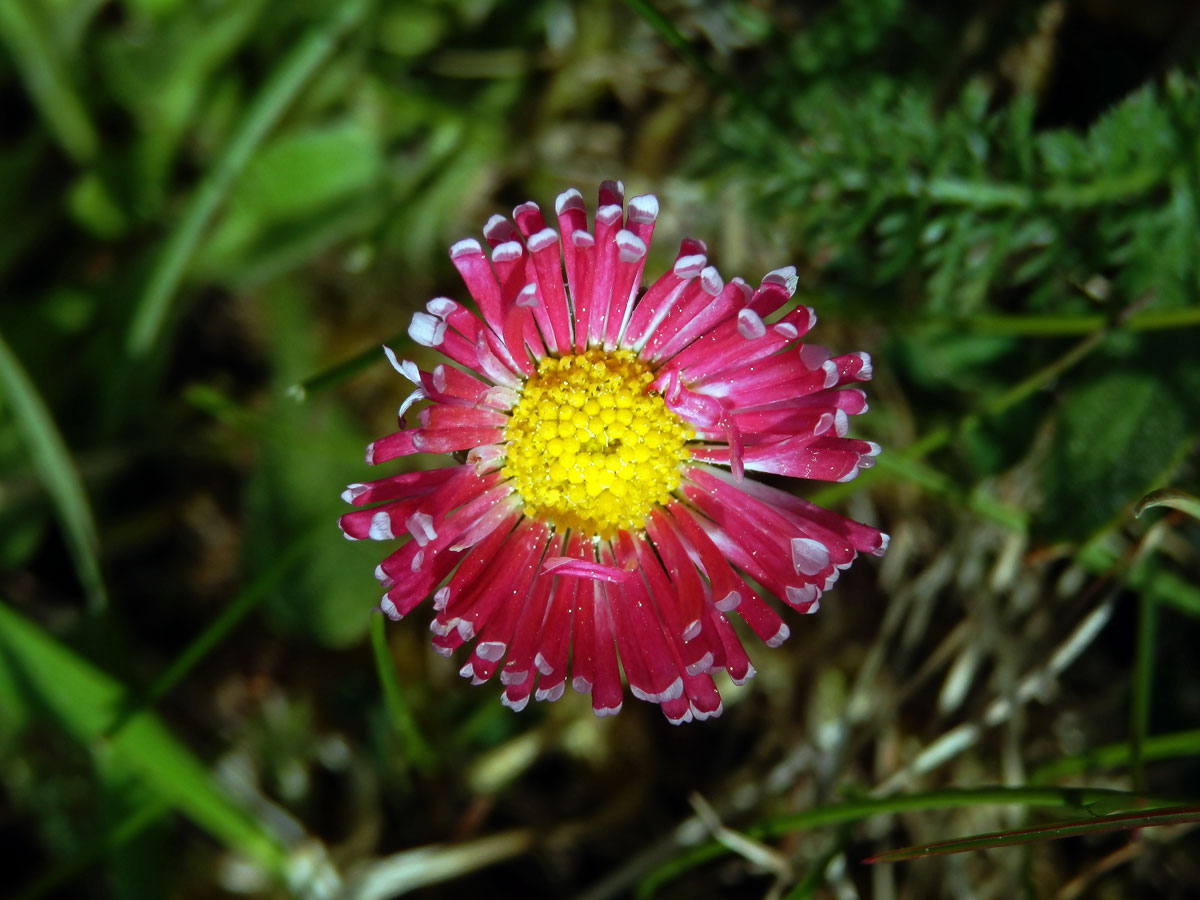 Sedmikráska obecná - chudobka (Bellis perennis L.) s trubkovitými květy