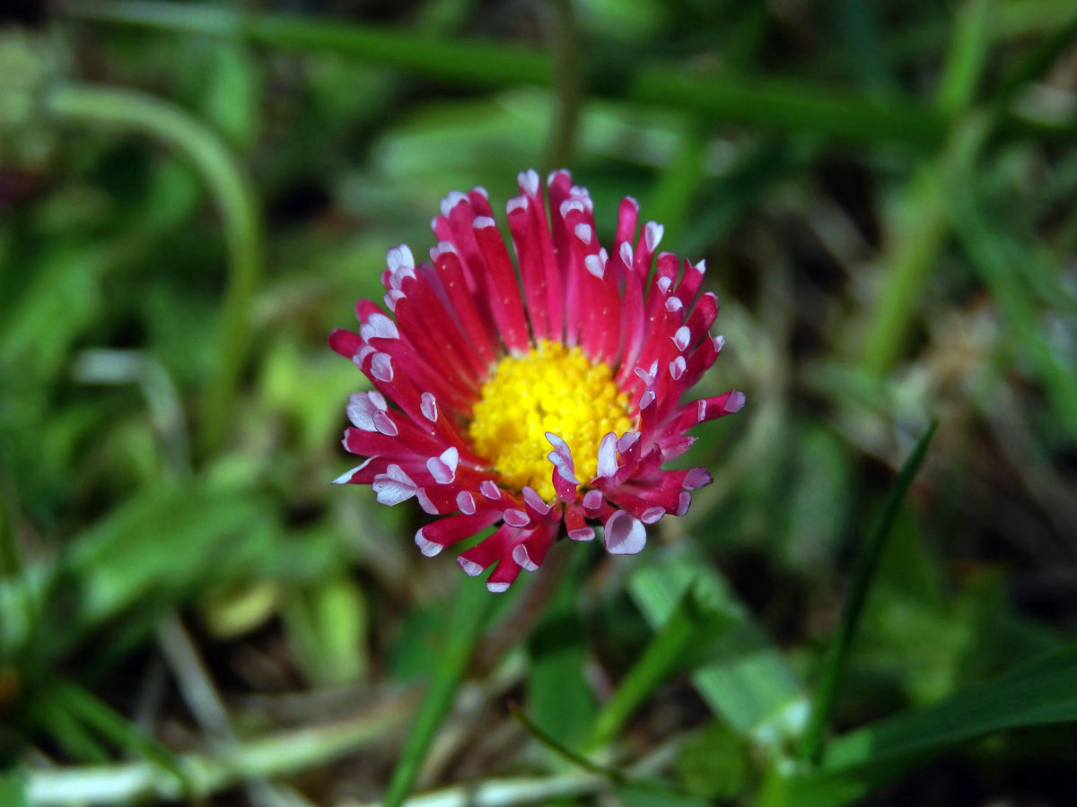 Sedmikráska obecná - chudobka (Bellis perennis L.) s trubkovitými květy