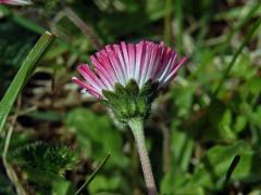 Sedmikráska obecná - chudobka (Bellis perennis L.) s trubkovitými květy