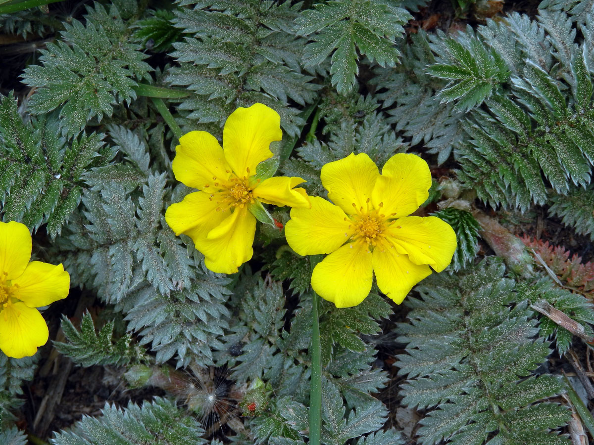 Mochna husí (Potentilla anserina L.) s šestičetným květem (3)