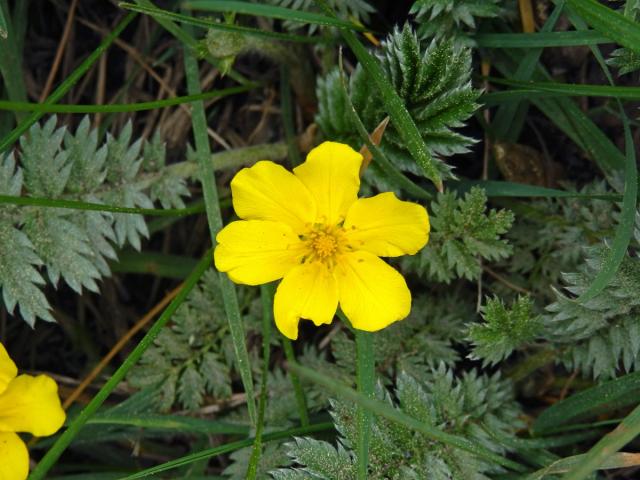 Mochna husí (Potentilla anserina L.) s šestičetným květem (4)