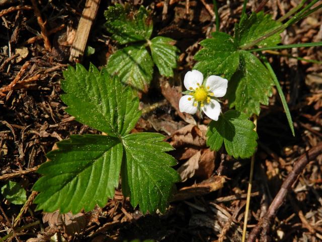 Jahodník obecný (Fragaria vesca L.), čtyřčetný květ (3a)