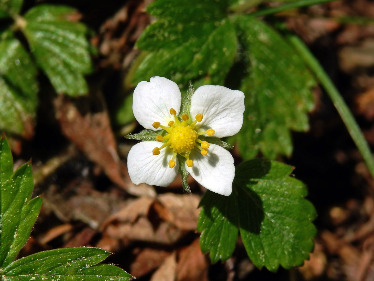 Jahodník obecný (Fragaria vesca L.), čtyřčetný květ (3b)