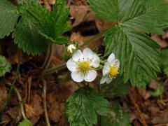 Jahodník obecný (Fragaria vesca L.), šestičetný květ (5)