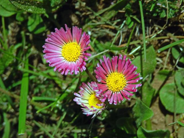 Sedmikráska obecná - chudobka (Bellis perennis L.) s trubkovitými květy