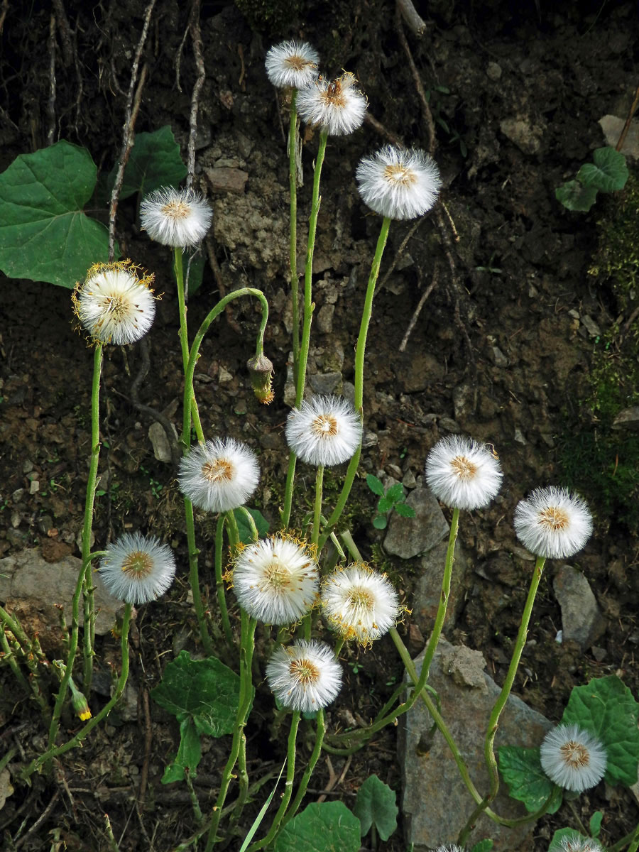 Podběl lékařský (Tussilago farfara L.)