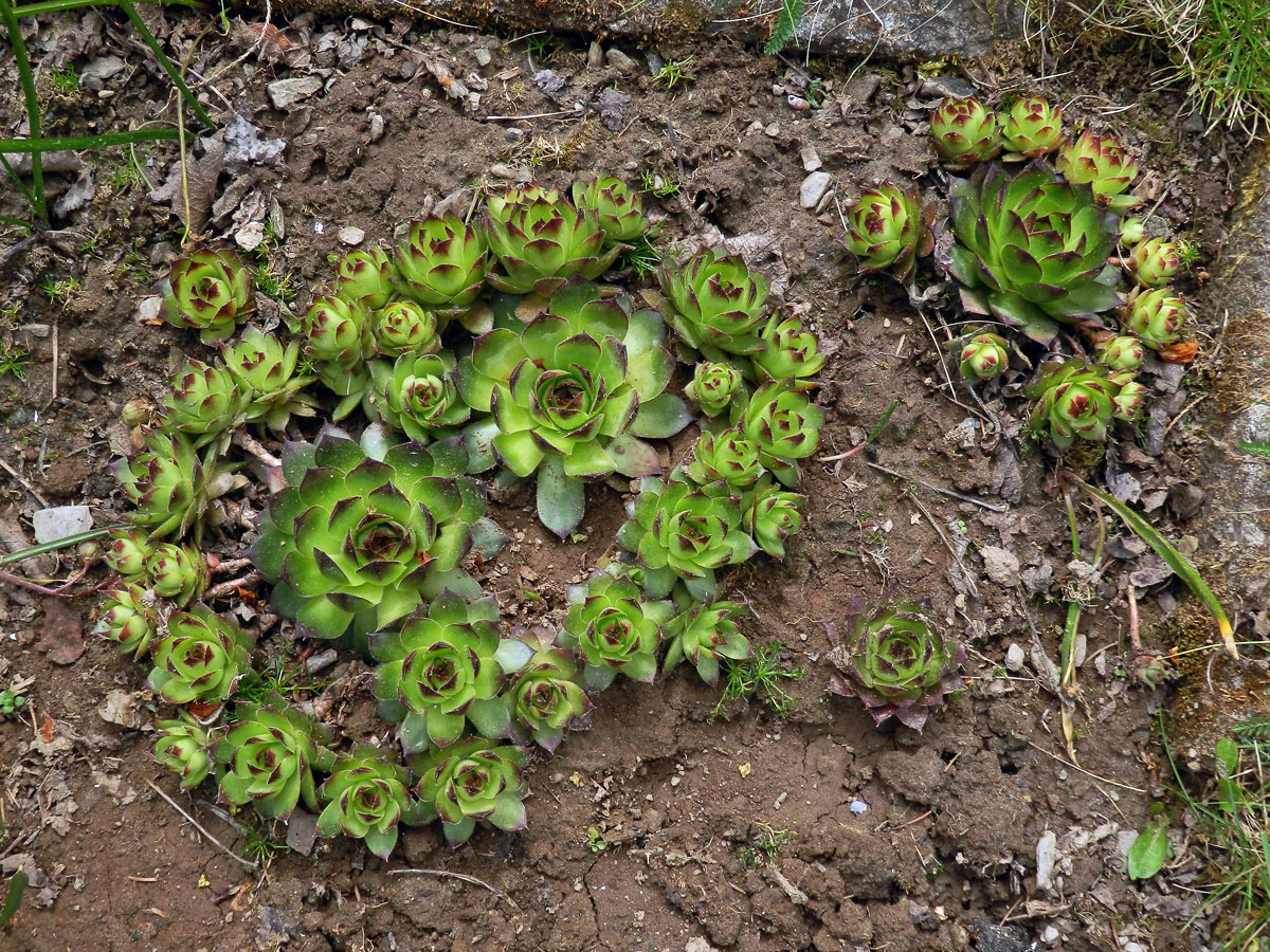 Netřesk střešní (Sempervivum tectorum L.)