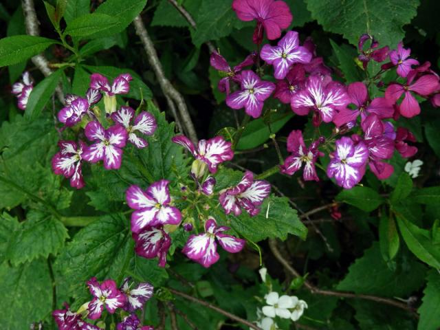 Večernice vonná (Hesperis matronalis L.) s dvoubarevnými květy