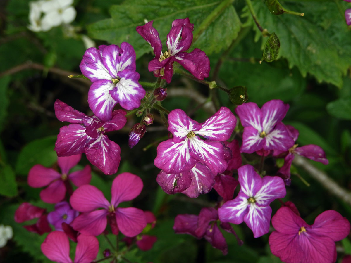 Večernice vonná (Hesperis matronalis L.) se skvrnitými květy