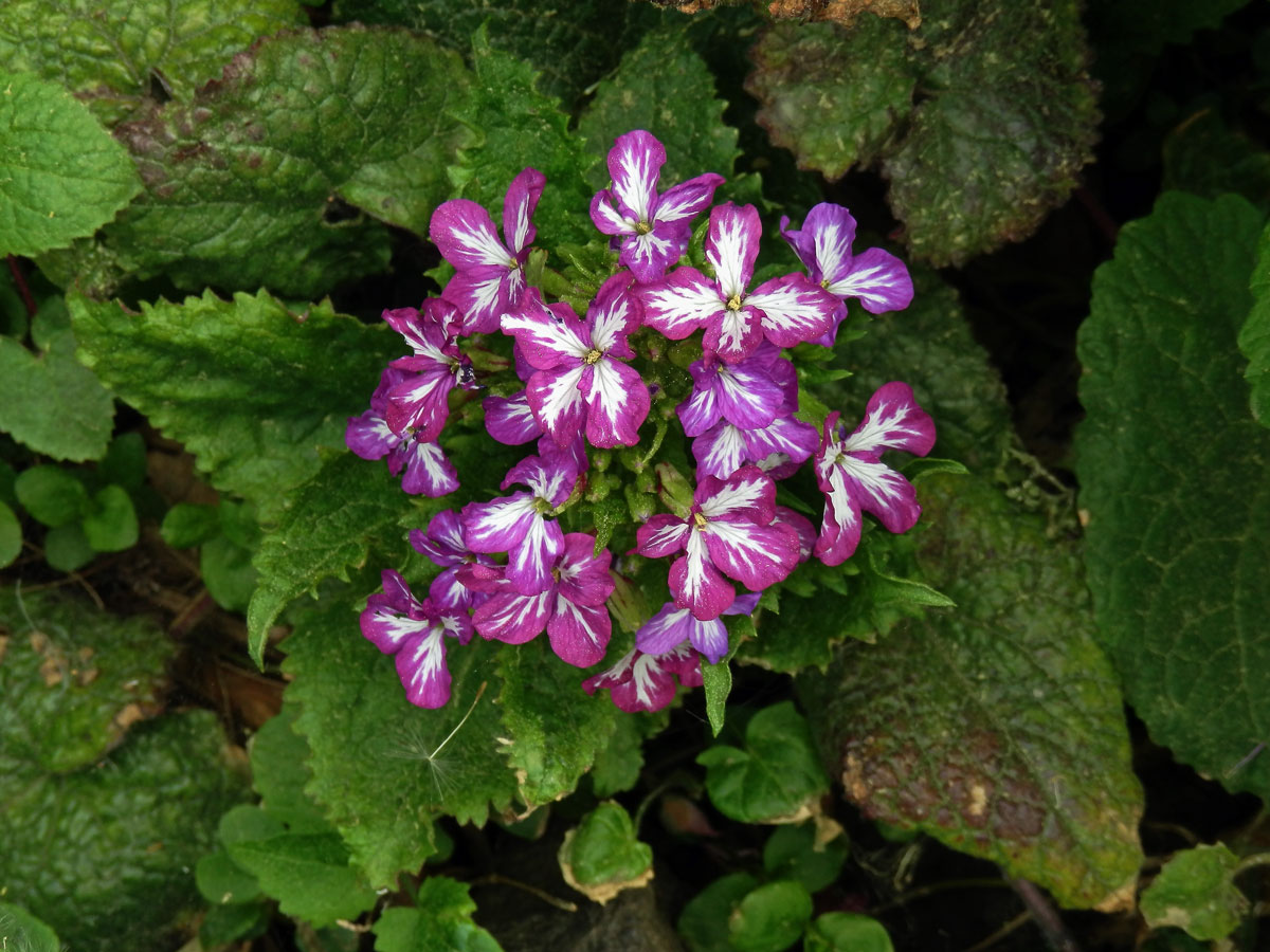 Večernice vonná (Hesperis matronalis L.) se skvrnitými květy