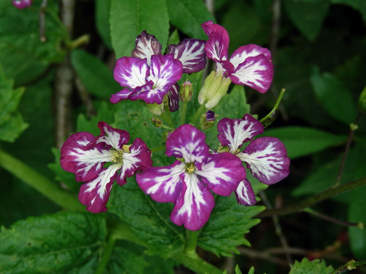 Večernice vonná (Hesperis matronalis L.) se skvrnitými květy