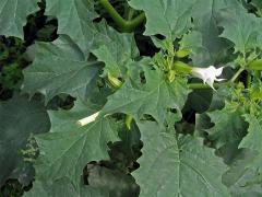 Durman obecný (Datura stramonium L.)