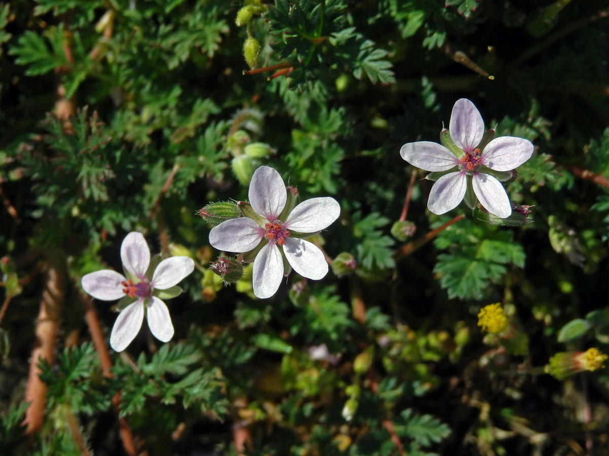 Pumpava obecná (rozpuková) (Erodium cicutarium (L.) L´Hér.) se světlými květy