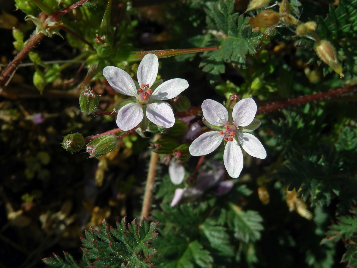 Pumpava obecná (rozpuková) (Erodium cicutarium (L.) L´Hér.) se světlými květy