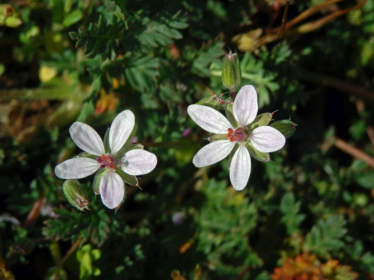 Pumpava obecná (rozpuková) (Erodium cicutarium (L.) L´Hér.) se světlými květy