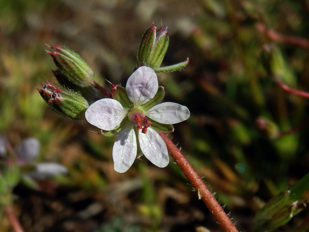 Pumpava obecná (rozpuková) (Erodium cicutarium (L.) L´Hér.) se světlými květy