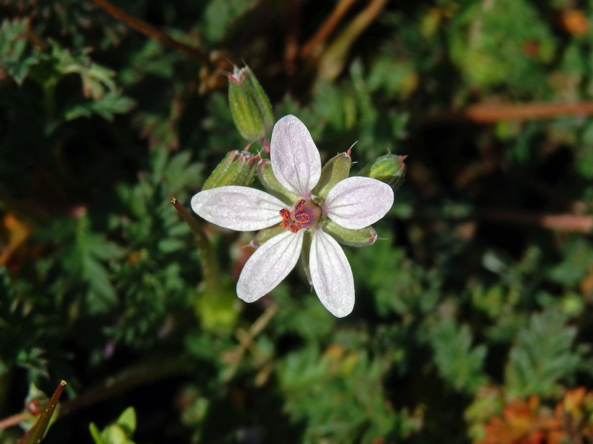 Pumpava obecná (rozpuková) (Erodium cicutarium (L.) L´Hér.) se světlými květy